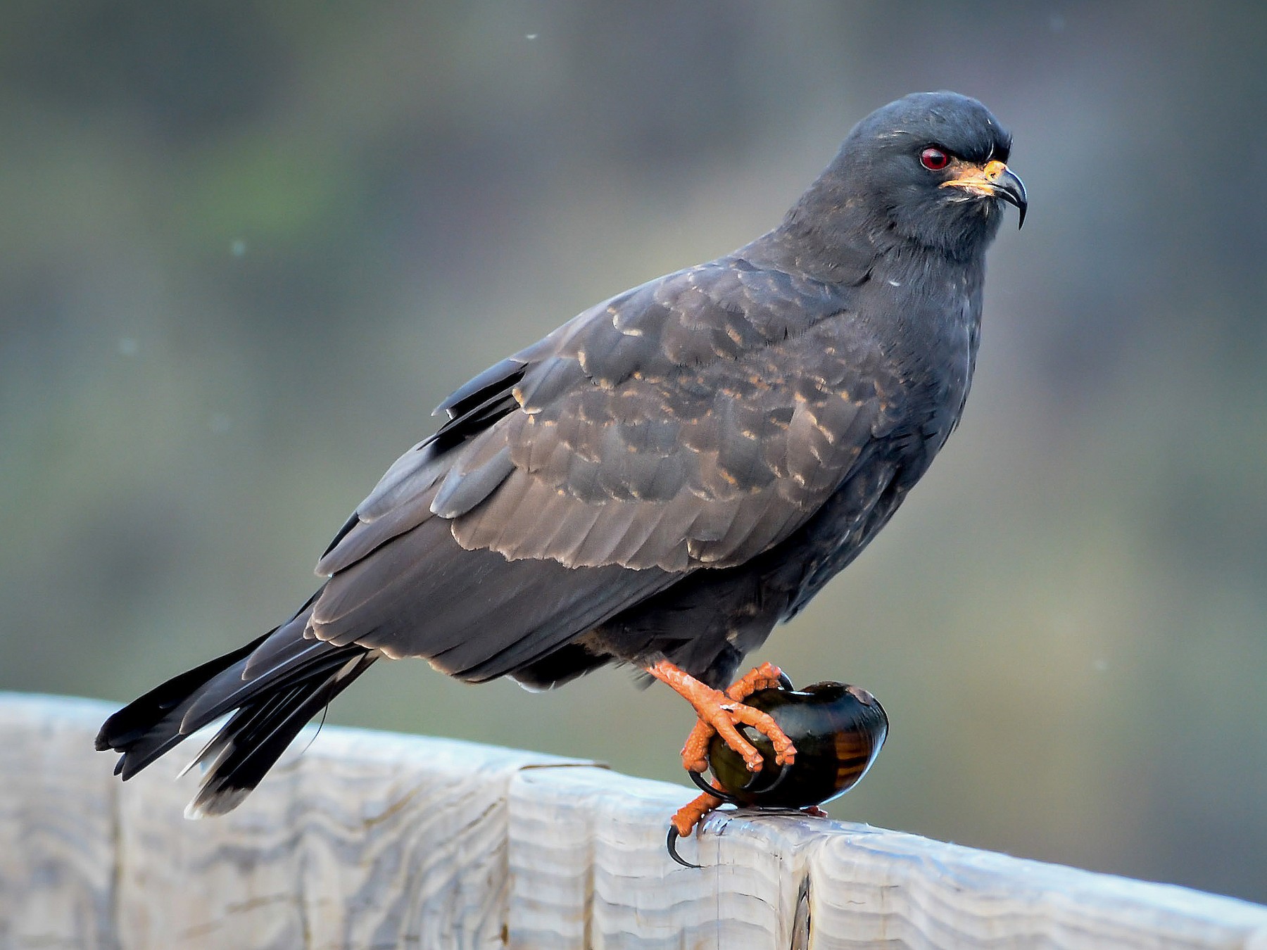 Snail Kite - Melissa James