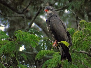 太った鳥 タニシトビ - eBird