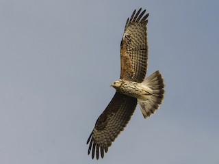 Weibchen / Immature - Ignacio Zapata - ML305518591