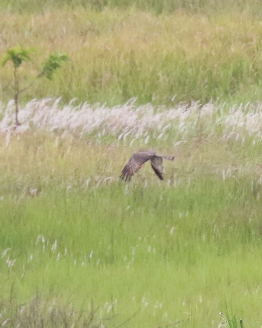 Spotted Harrier - ML305519221