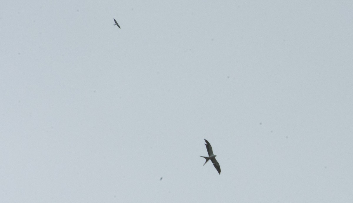 Swallow-tailed Kite - Sebastian Tabares Segovia