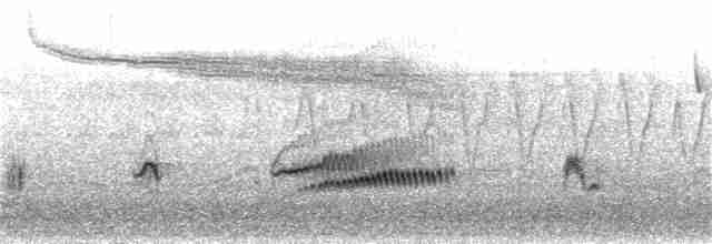 Long-tailed Thrush - ML30552281
