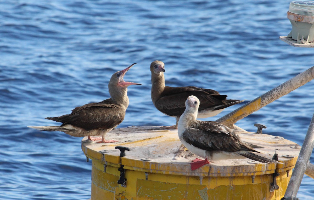 Red-footed Booby - ML305525231