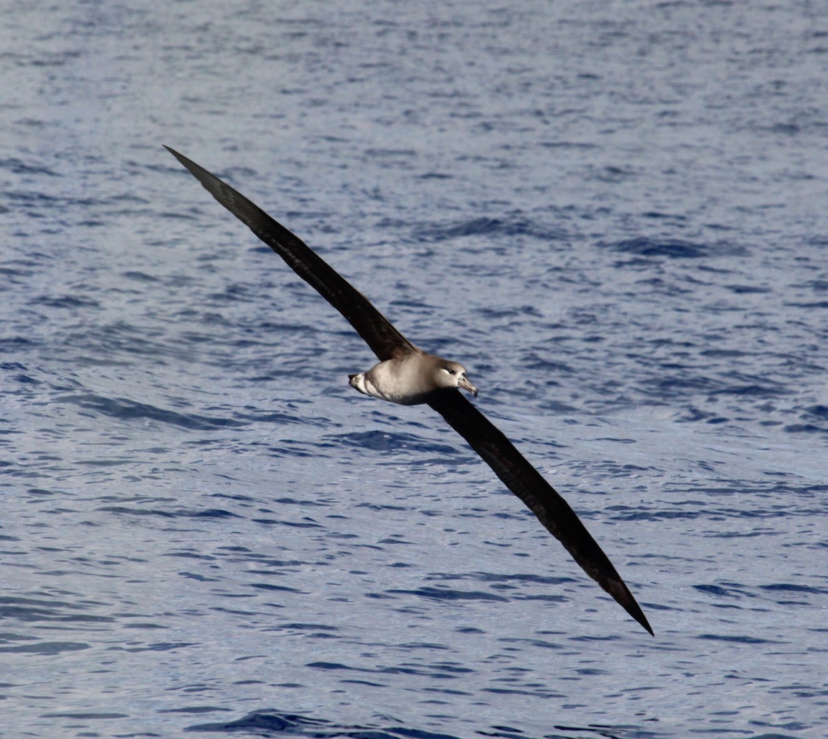 Black-footed Albatross - ML305526451