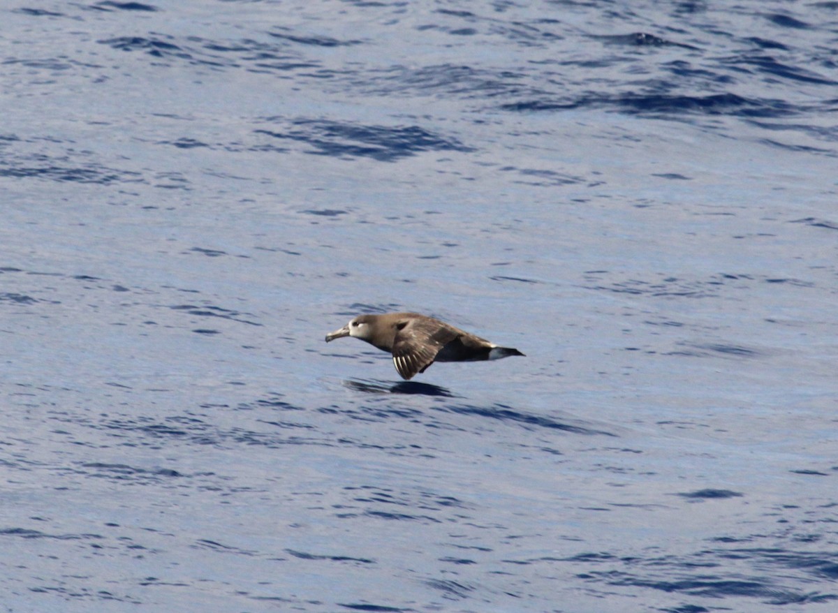 Black-footed Albatross - Sam Preer