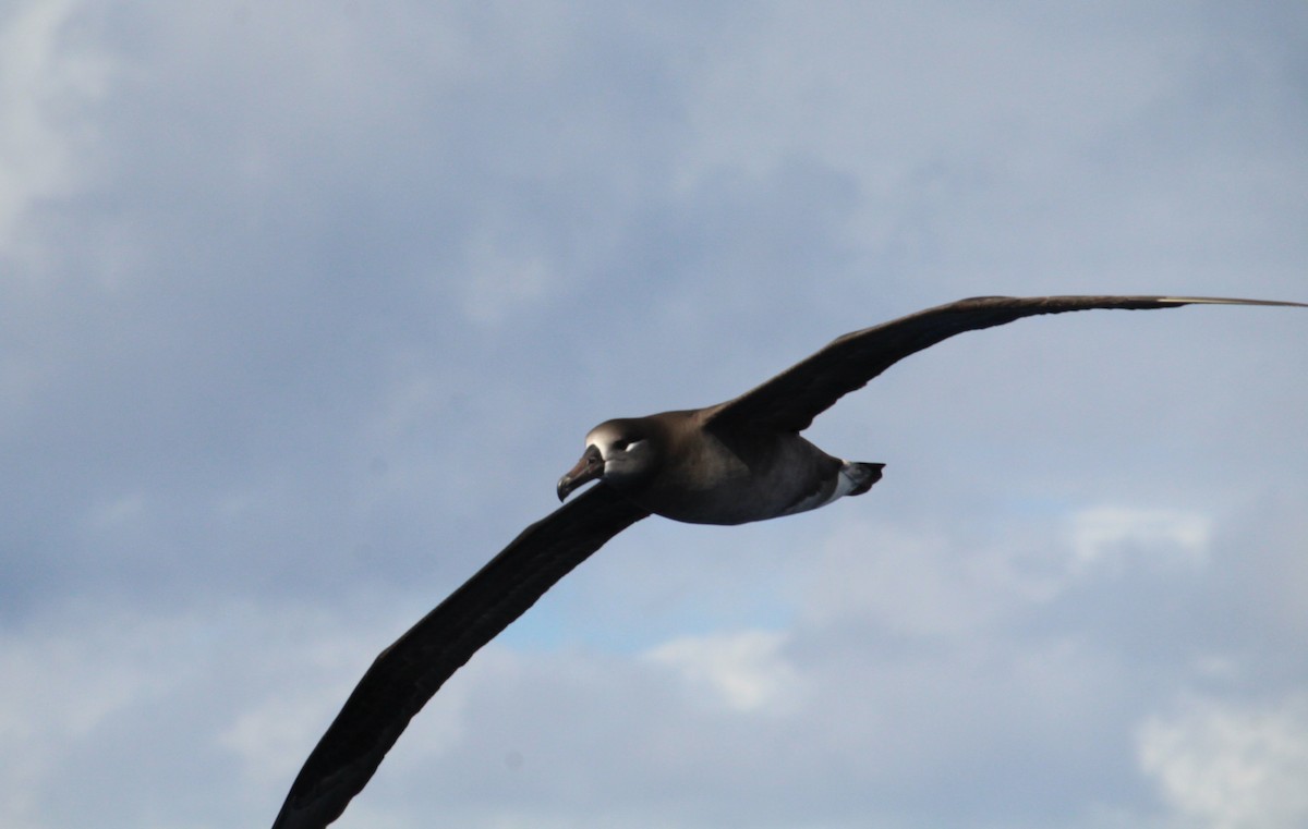 Black-footed Albatross - ML305526581