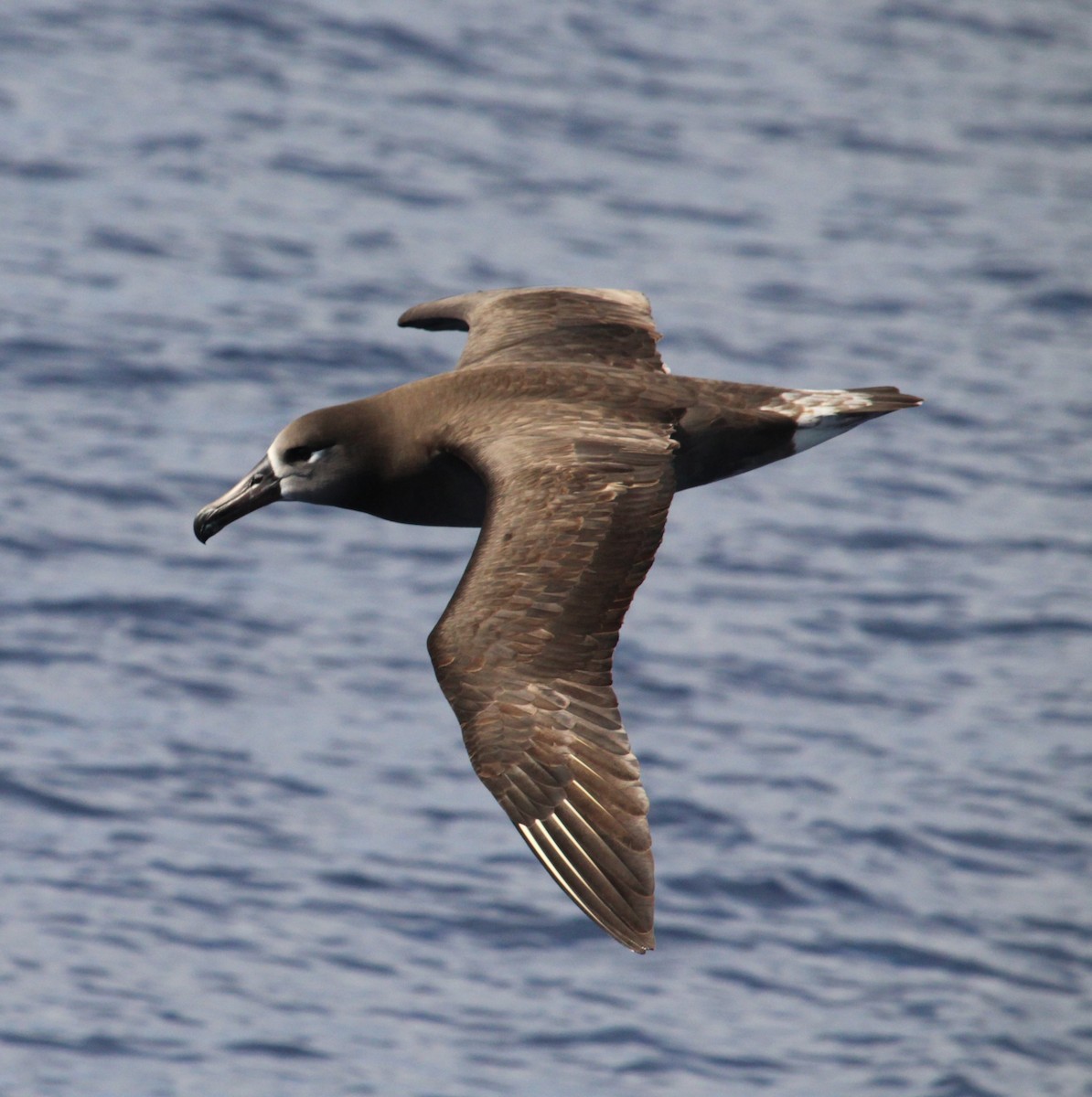 Black-footed Albatross - ML305526621