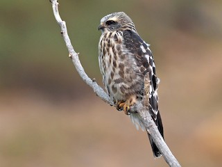 Молодая птица - Andrew Spencer - ML305527141