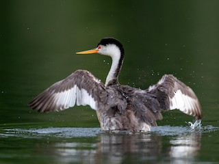  - Clark's Grebe