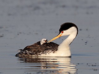  - Clark's Grebe