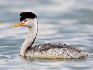  - Clark's Grebe