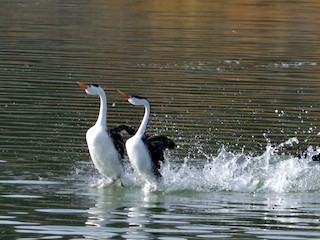  - Clark's Grebe