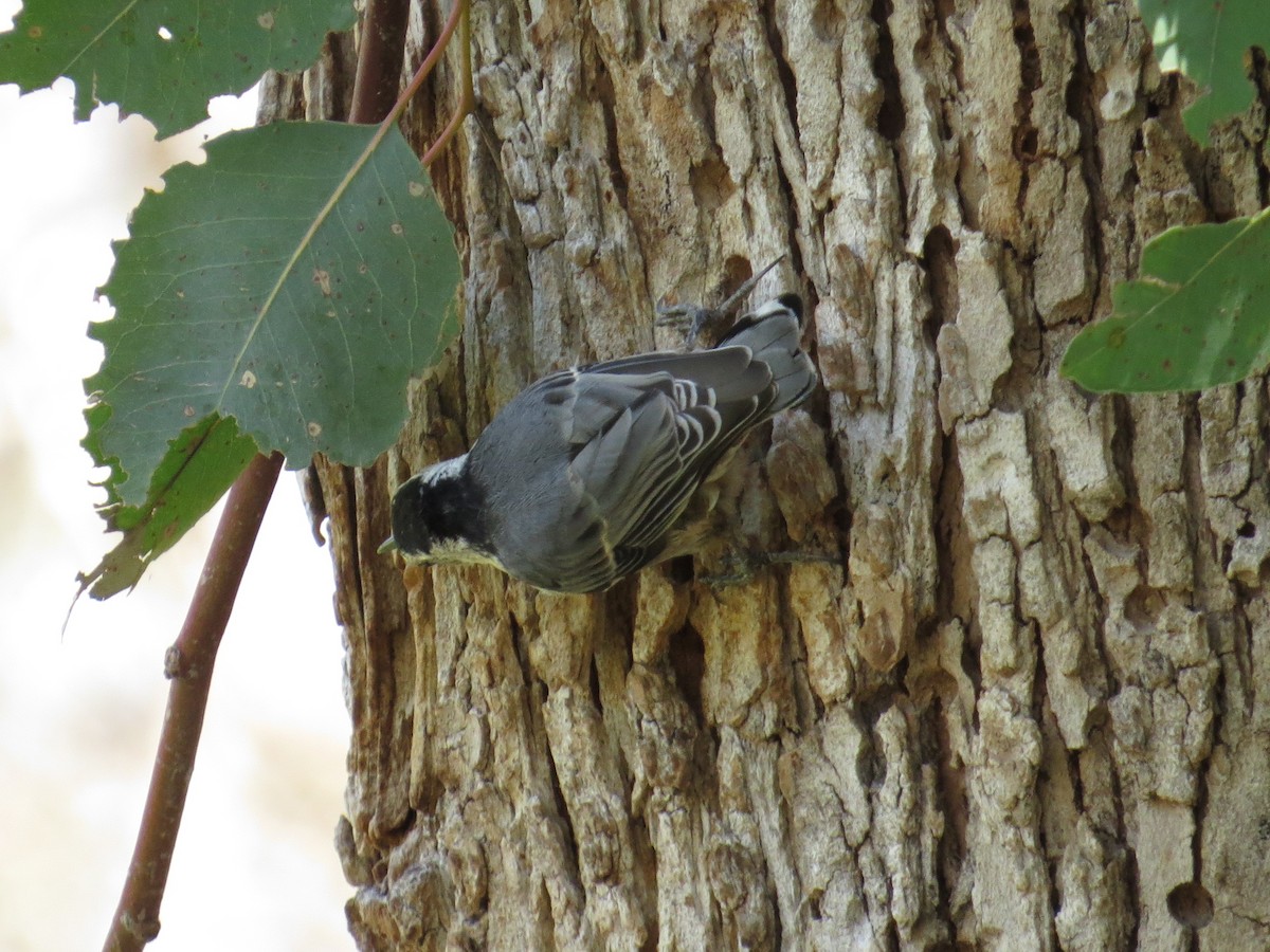White-breasted Nuthatch - Don Pitts