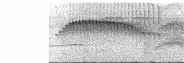 Brown-bellied Stipplethroat - ML305528451