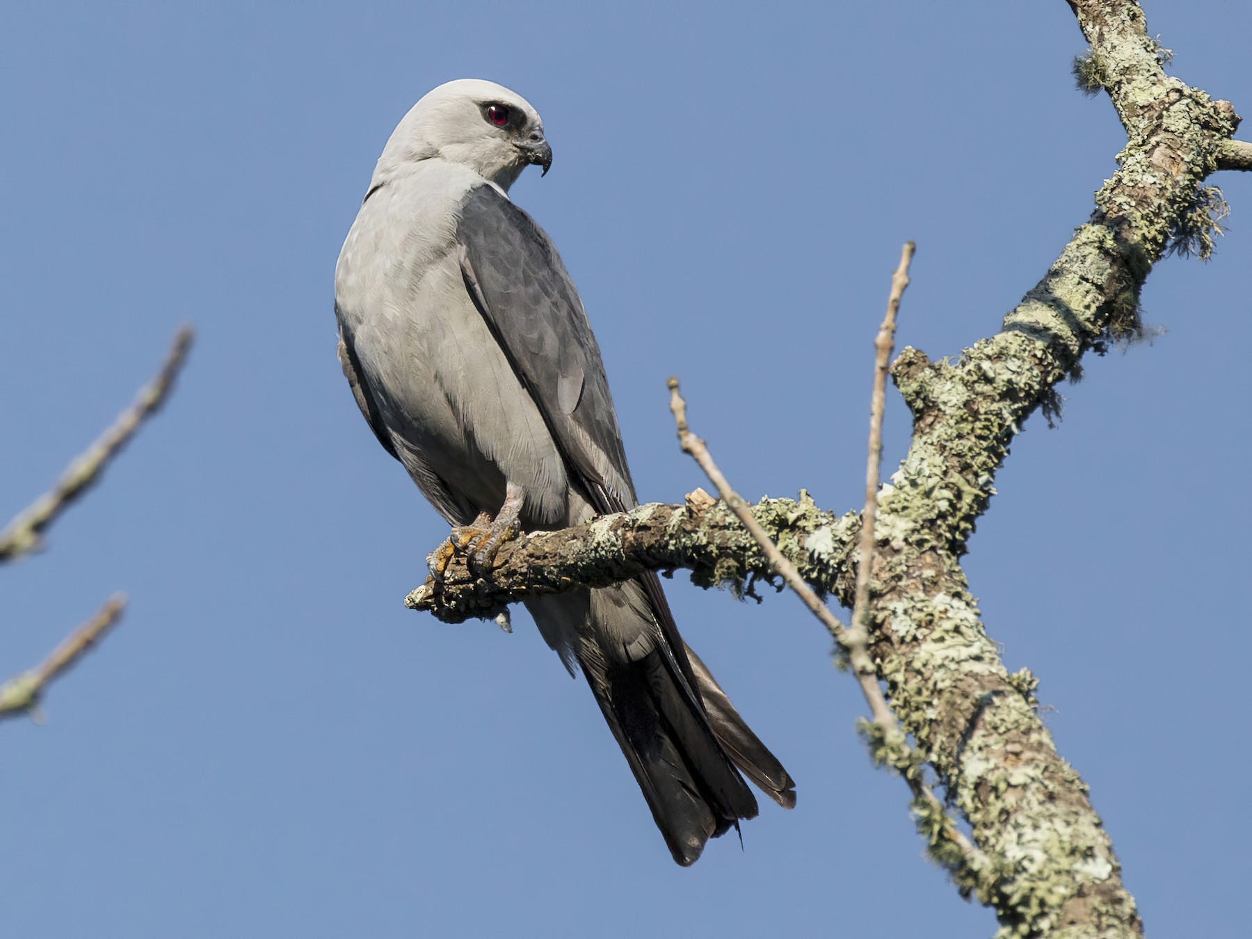 Mississippi Kite - Mike Austin