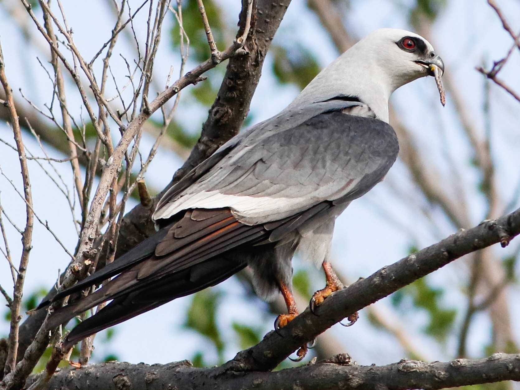 Mississippi Kite - Byron Stone