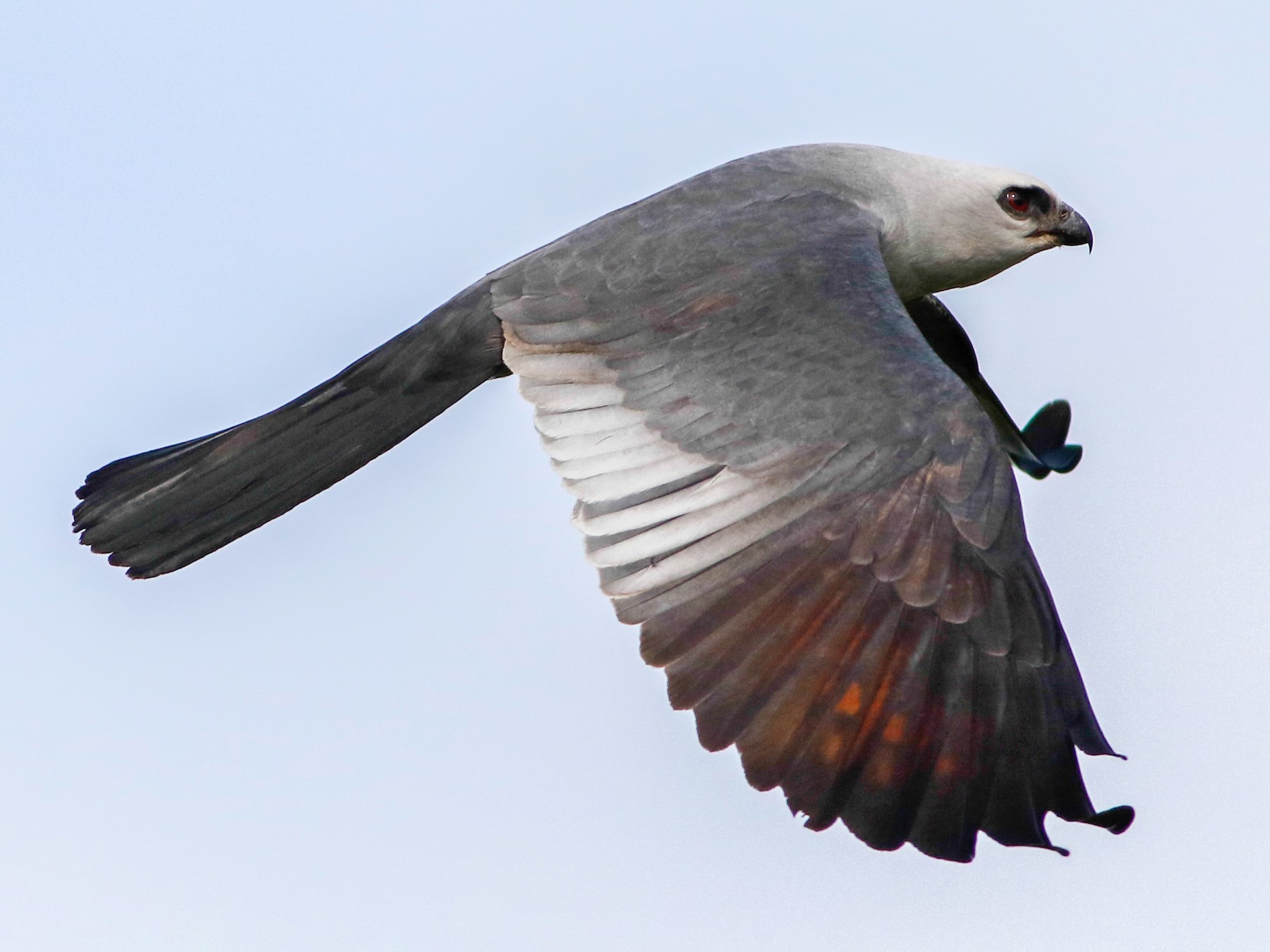 Mississippi Kite - Byron Stone