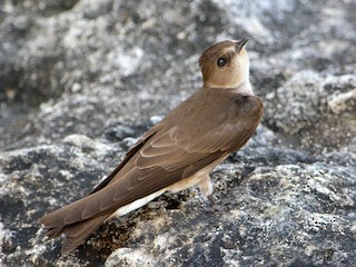 成鳥 (Ridgway's) - Jorge Dangel - ML305533661