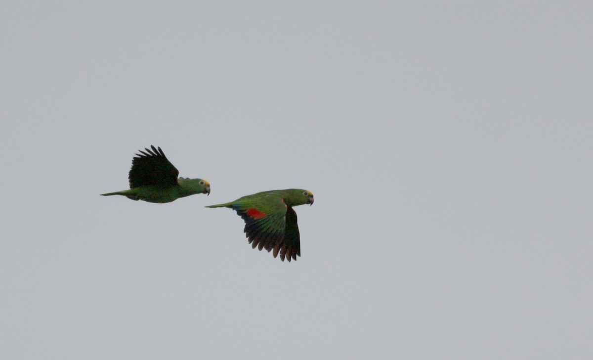 Yellow-crowned Parrot - ML30553421