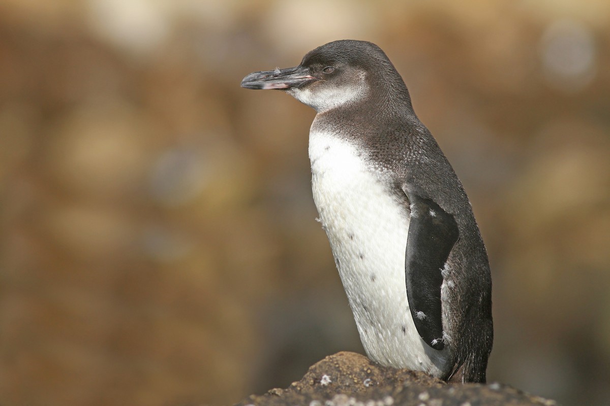 Galapagos Penguin - Jeremiah Trimble