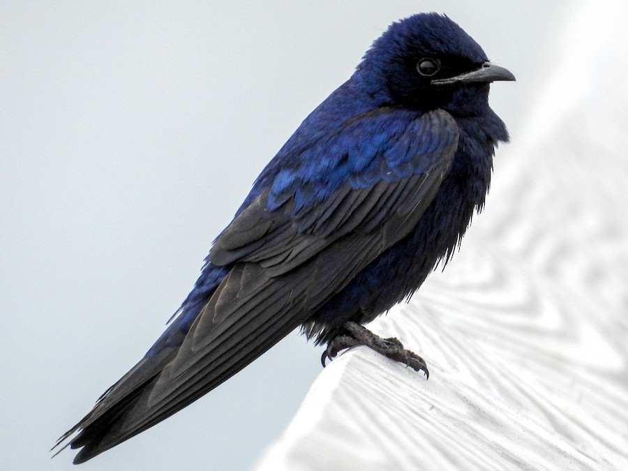 Purple Martin - eBird