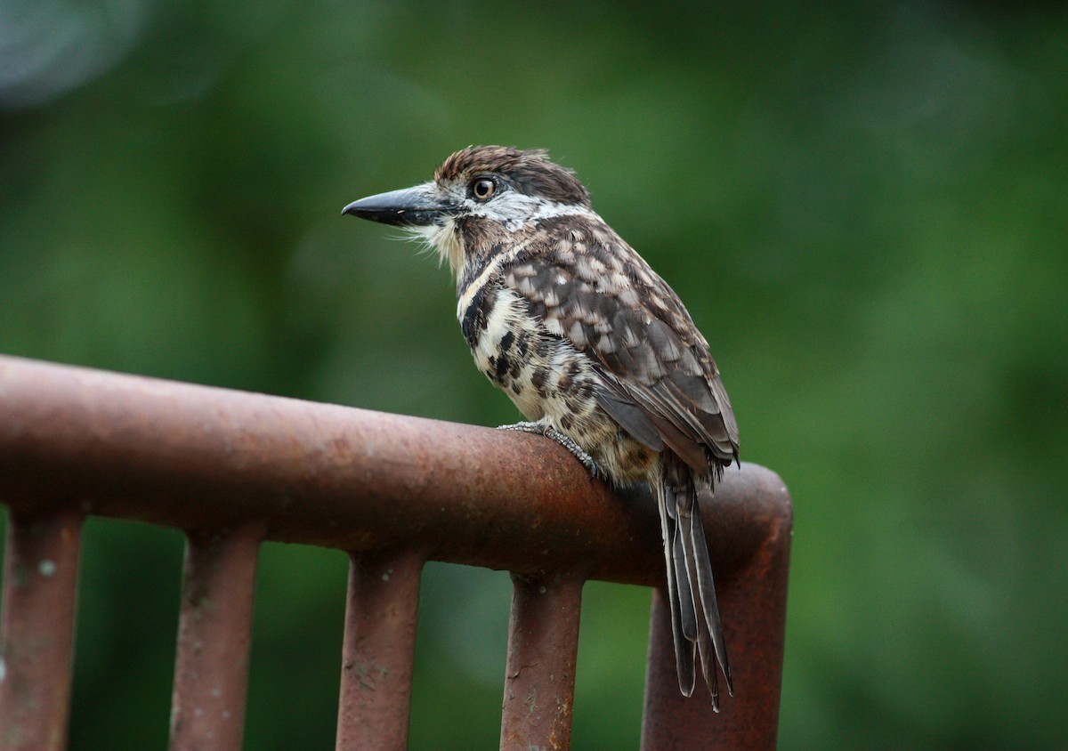 Two-banded Puffbird - ML30553691