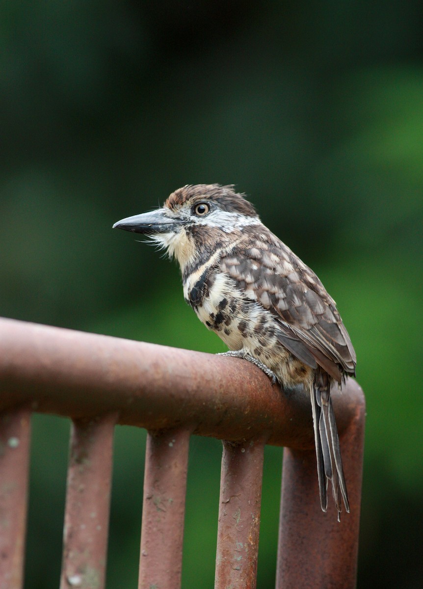 Two-banded Puffbird - ML30553721
