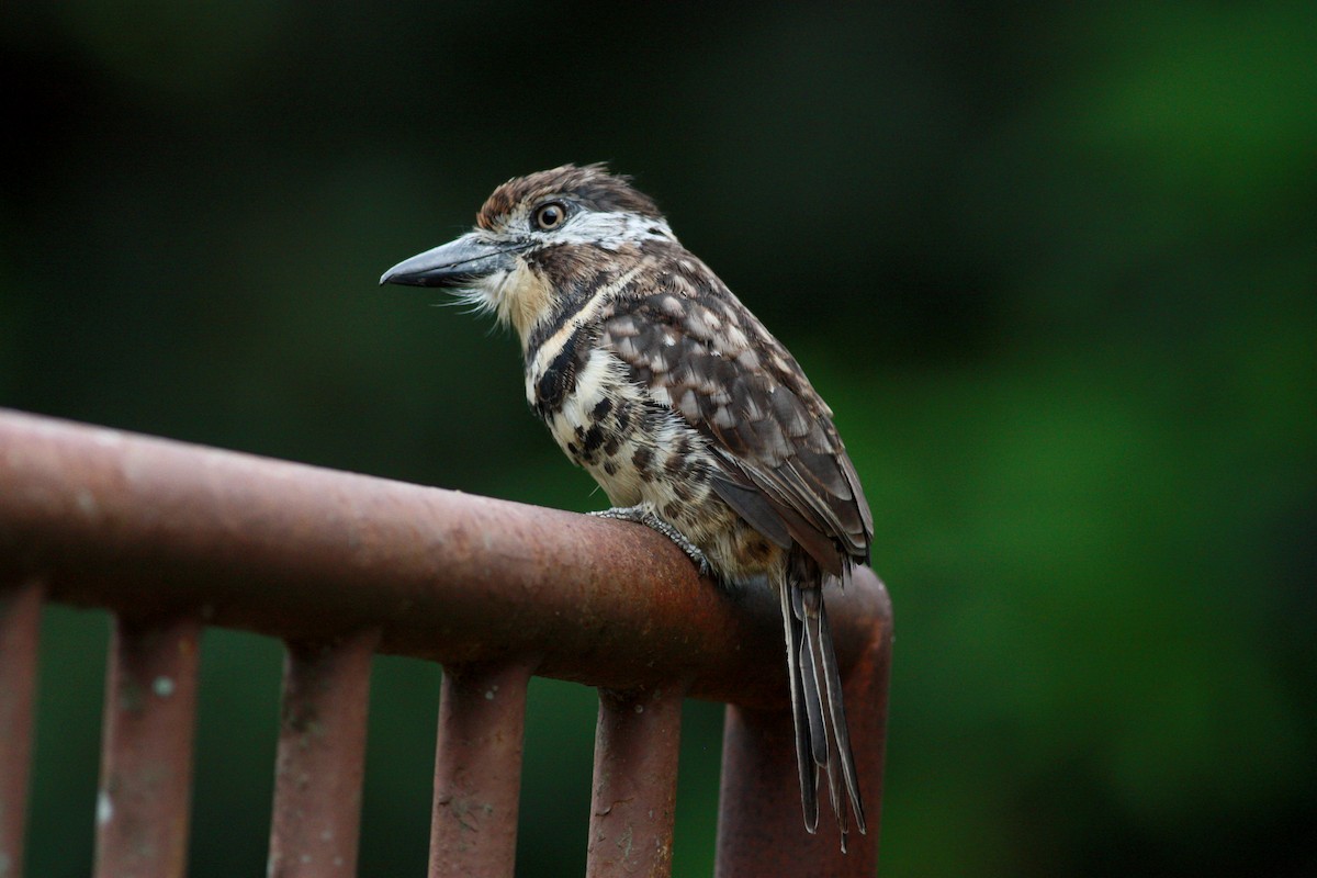 Two-banded Puffbird - ML30553781