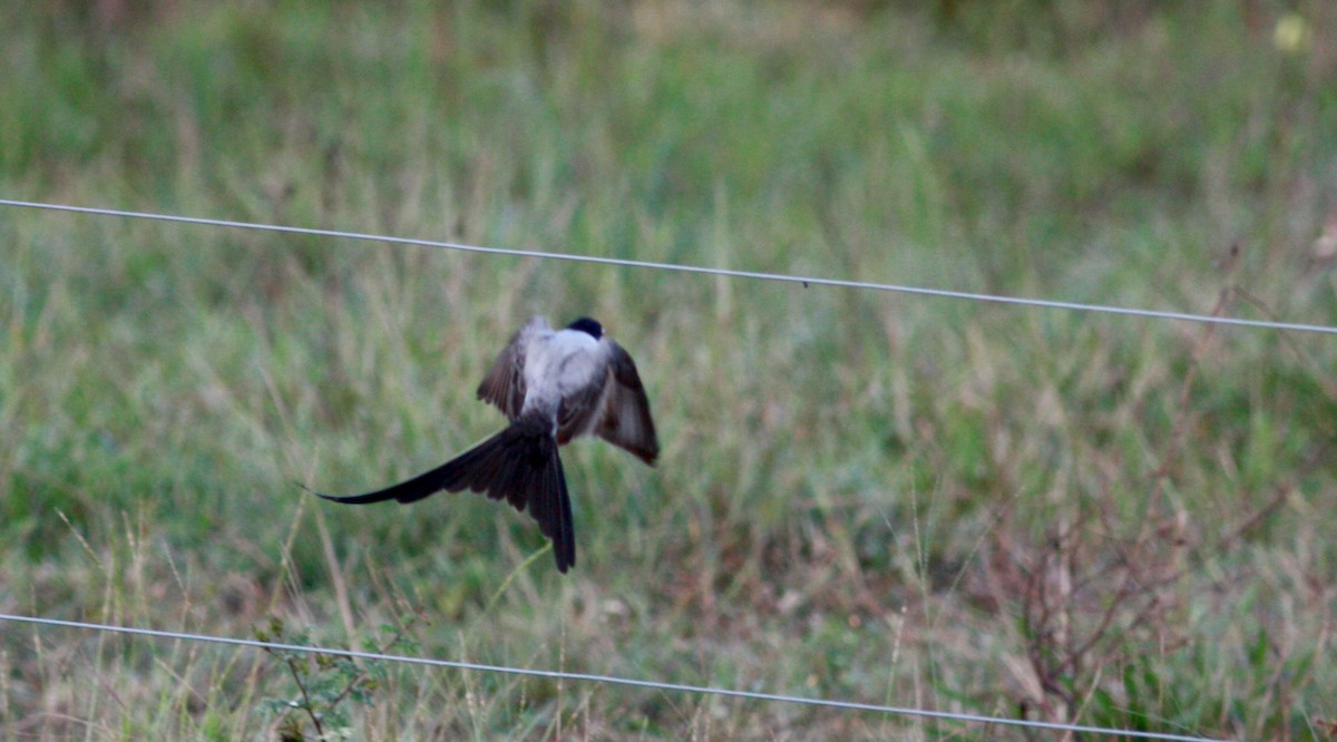 Fork-tailed Flycatcher - ML30553841