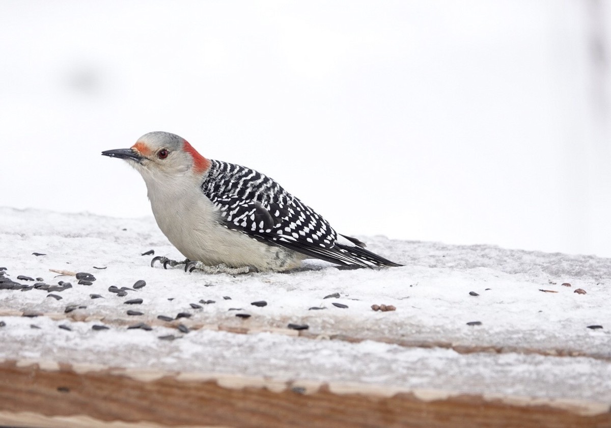 Red-bellied Woodpecker - Debbie Hilaire