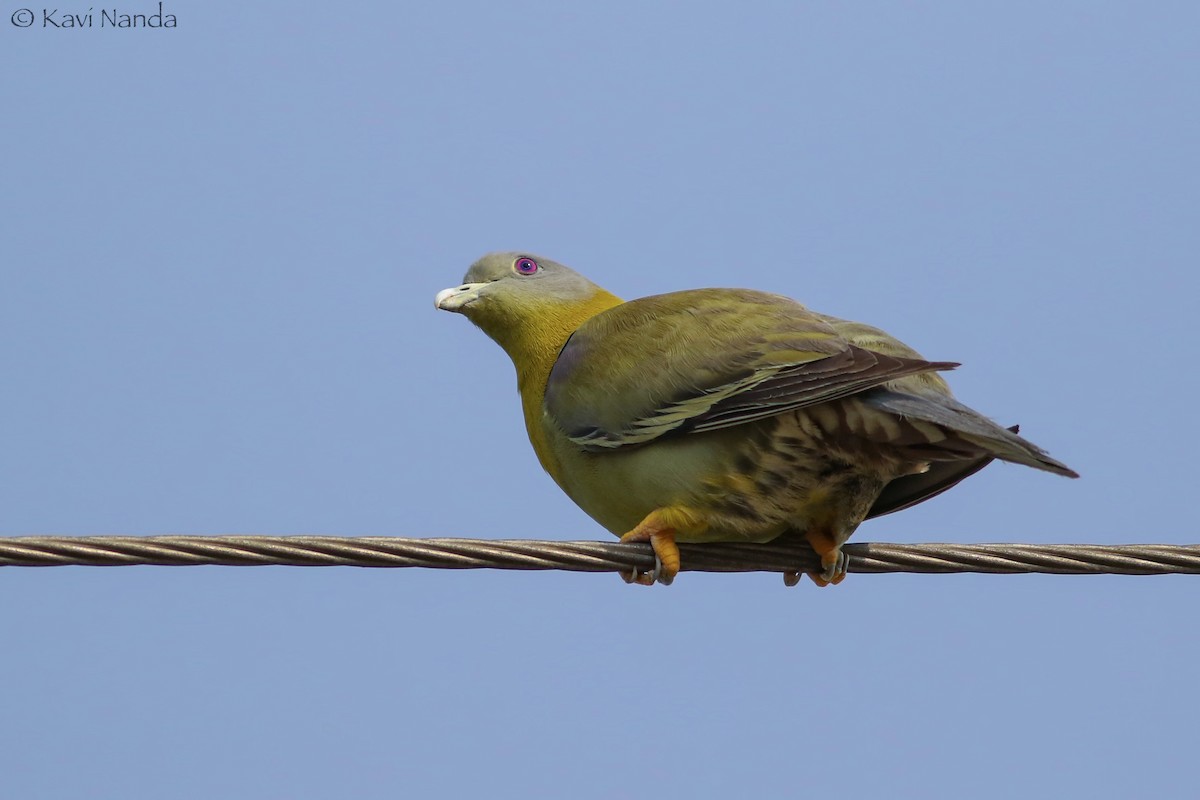 Yellow-footed Green-Pigeon - ML30553951