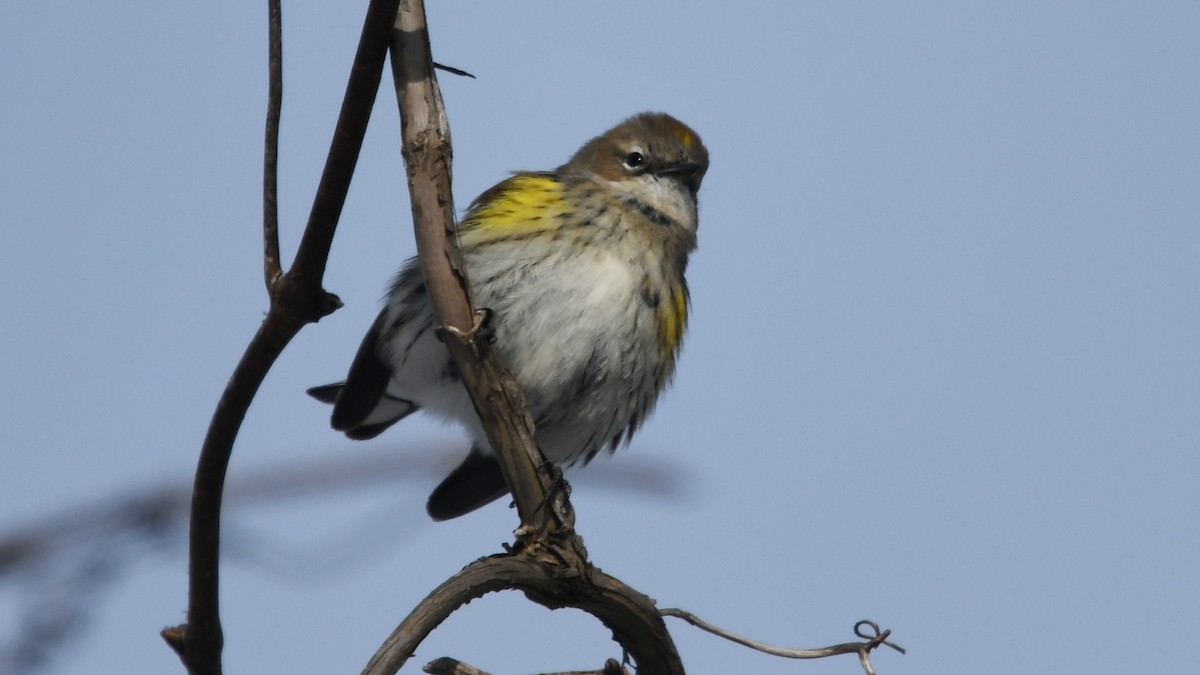 Yellow-rumped Warbler (Myrtle) - Carl Winstead