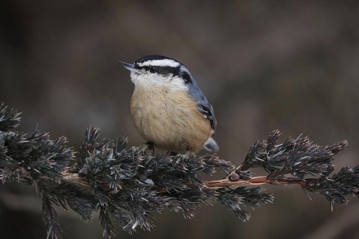 Red-breasted Nuthatch - Debbie Hilaire