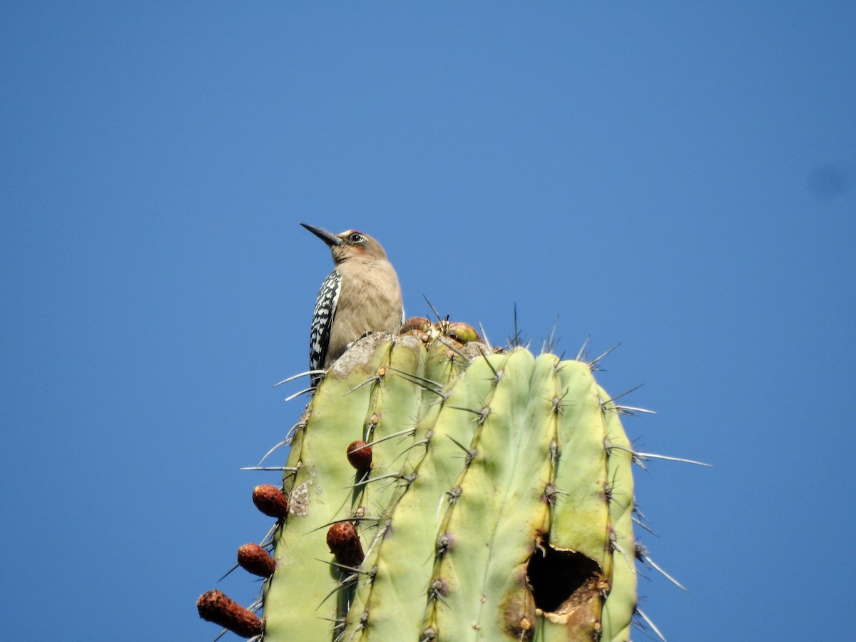 Gray-breasted Woodpecker - ML305544921