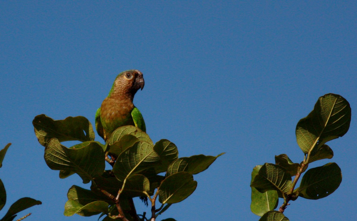 Brown-throated Parakeet (Brown-throated) - ML30554691