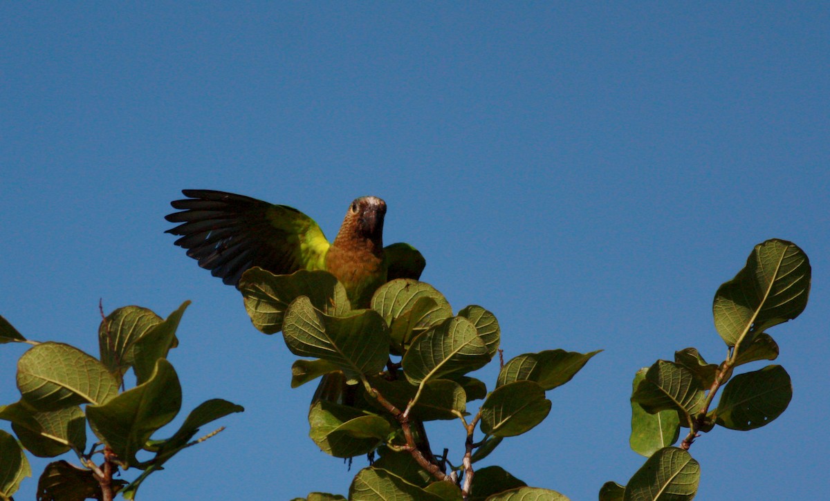 Brown-throated Parakeet (Brown-throated) - ML30554711