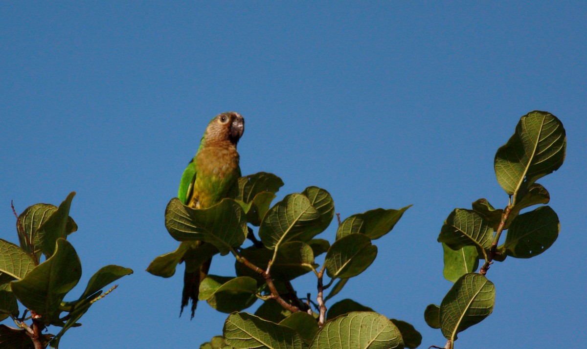 Brown-throated Parakeet (Brown-throated) - ML30554751