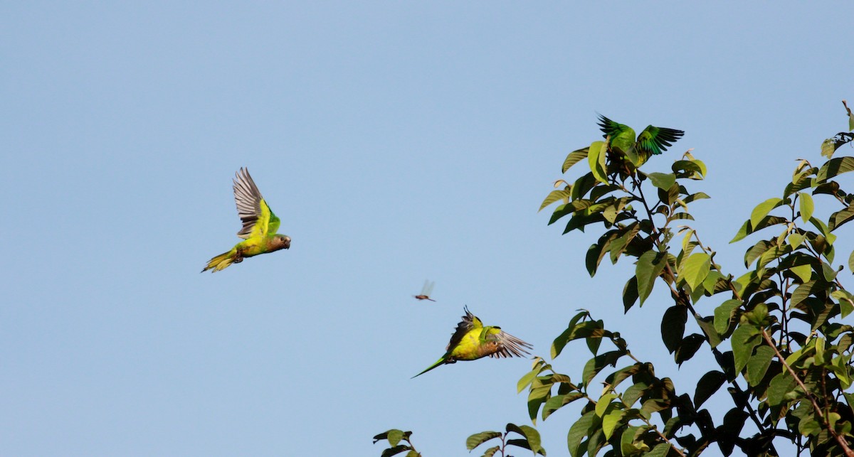 Brown-throated Parakeet (Brown-throated) - ML30554791