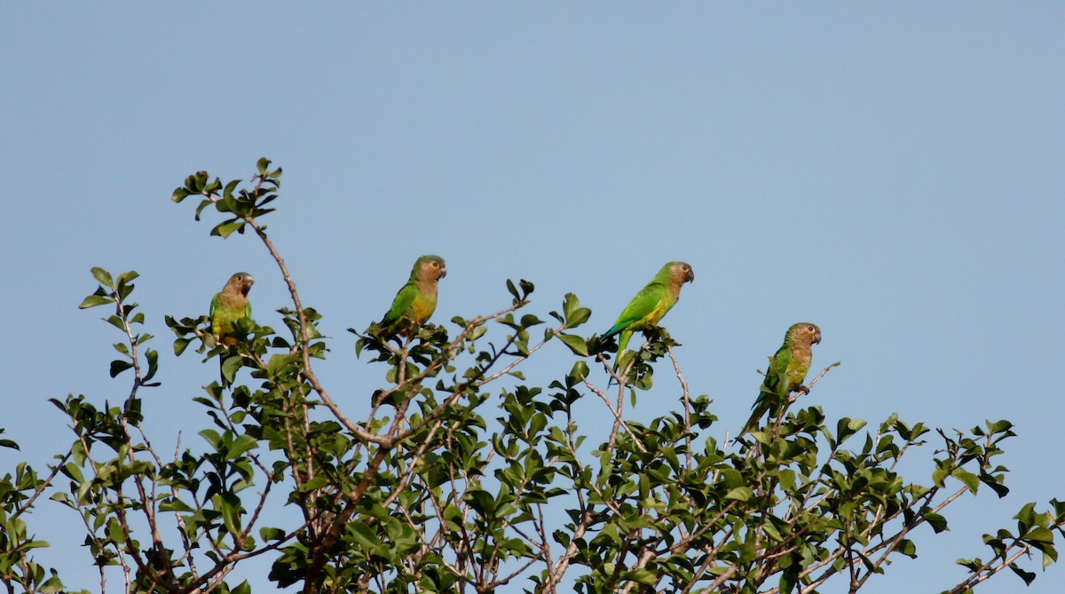 Brown-throated Parakeet (Brown-throated) - ML30554801