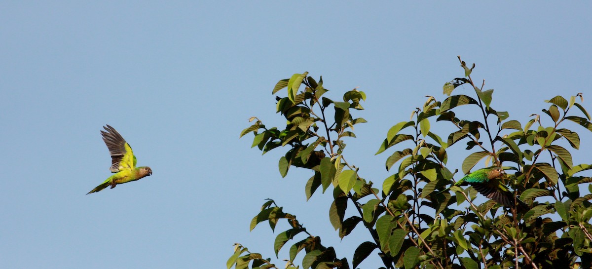 Brown-throated Parakeet (Brown-throated) - ML30554811