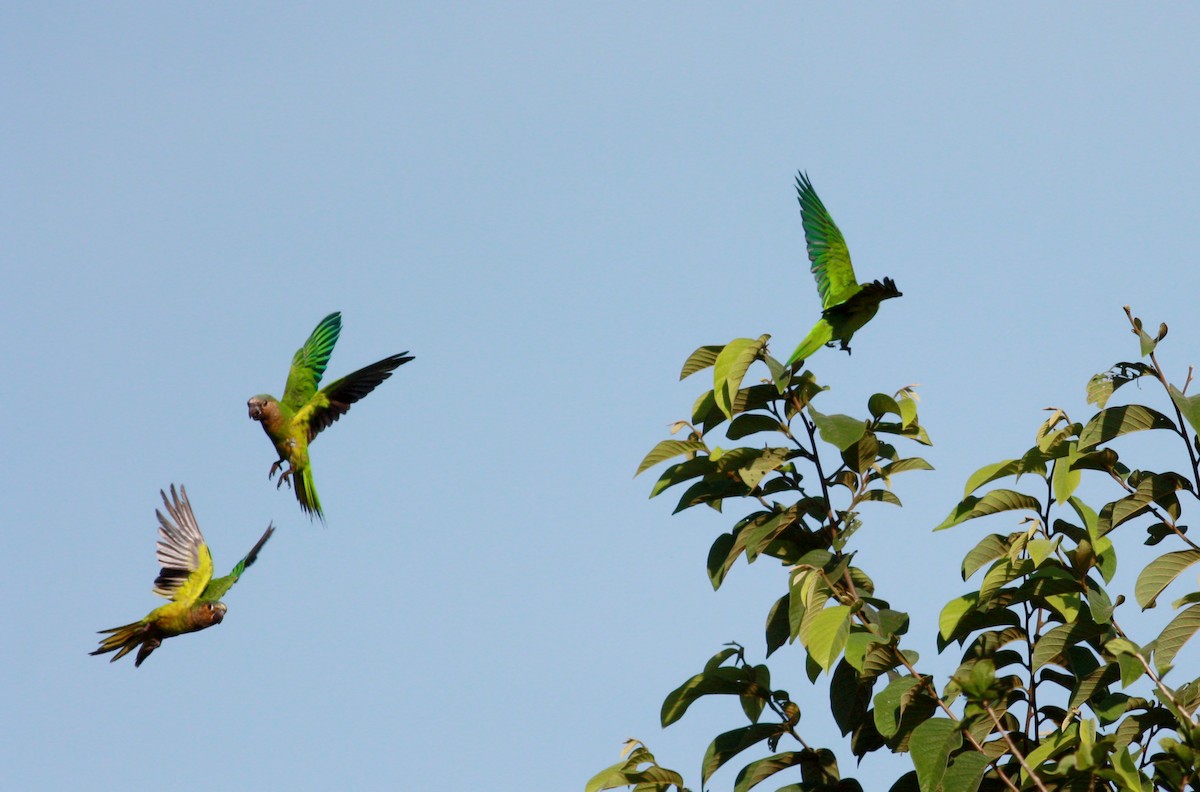 Brown-throated Parakeet (Brown-throated) - ML30554821