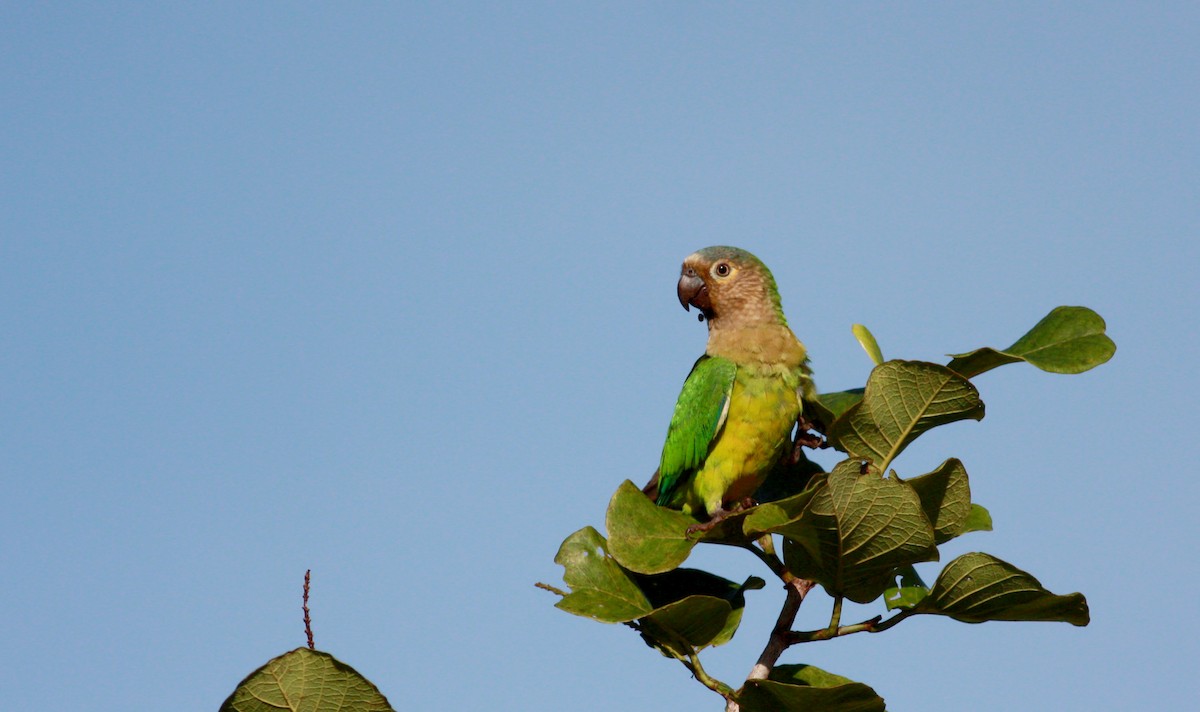 Brown-throated Parakeet (Brown-throated) - Jay McGowan