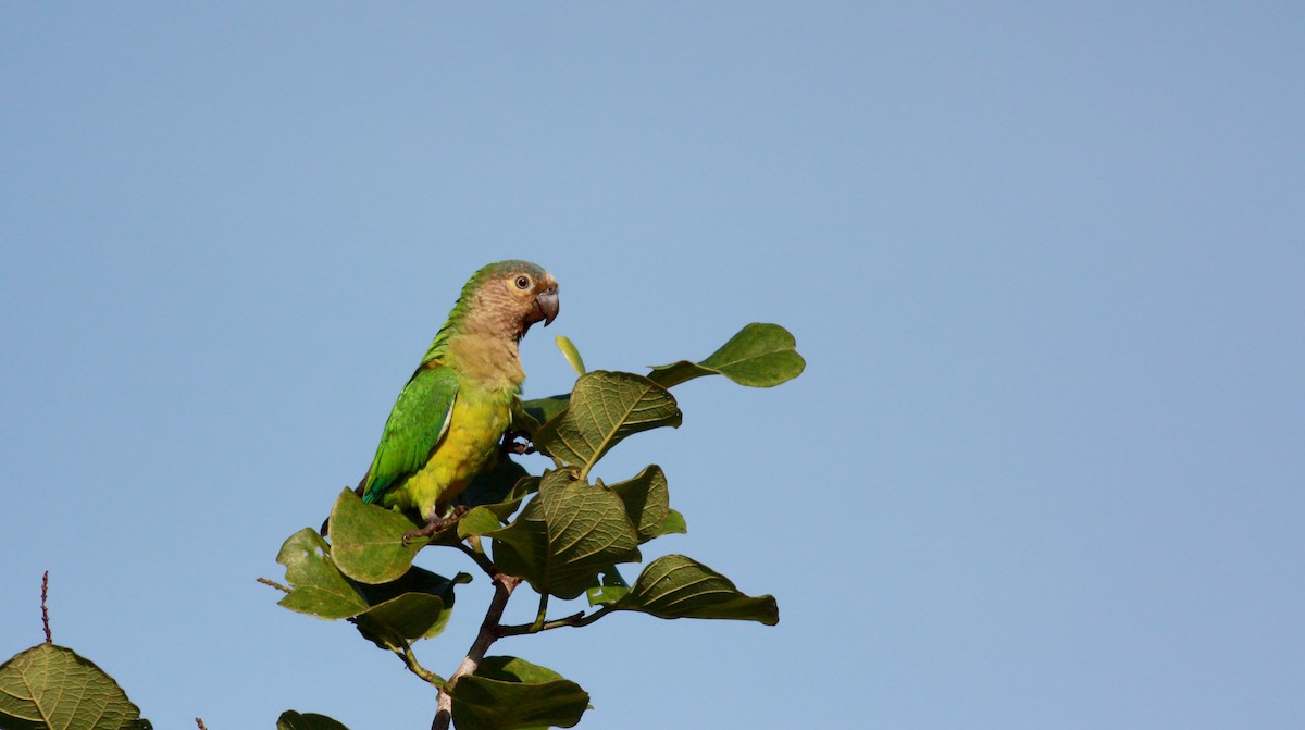 Brown-throated Parakeet (Brown-throated) - ML30554941
