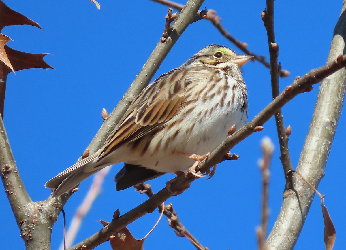 Savannah Sparrow - ML305551031
