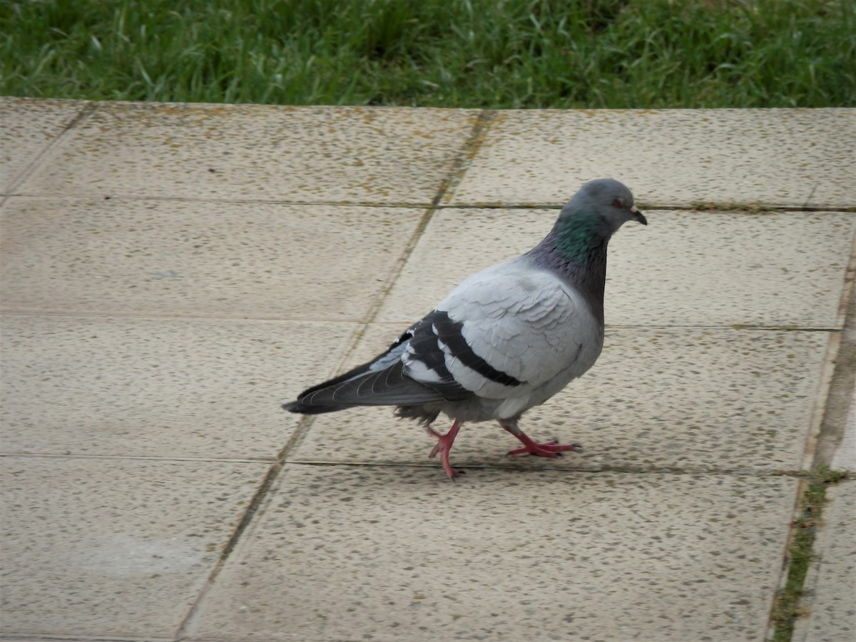 Сизый голубь (Одомашненного типа) - ML305551771