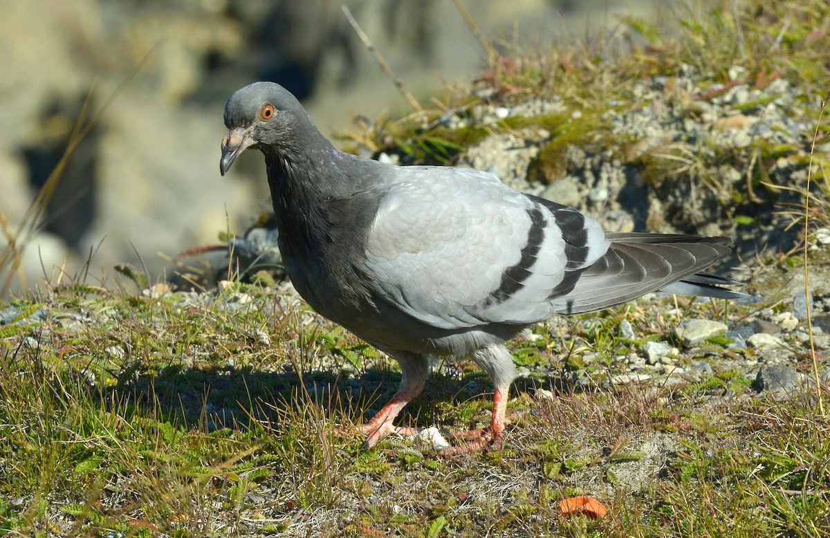 Сизый голубь (Одомашненного типа) - ML305553241
