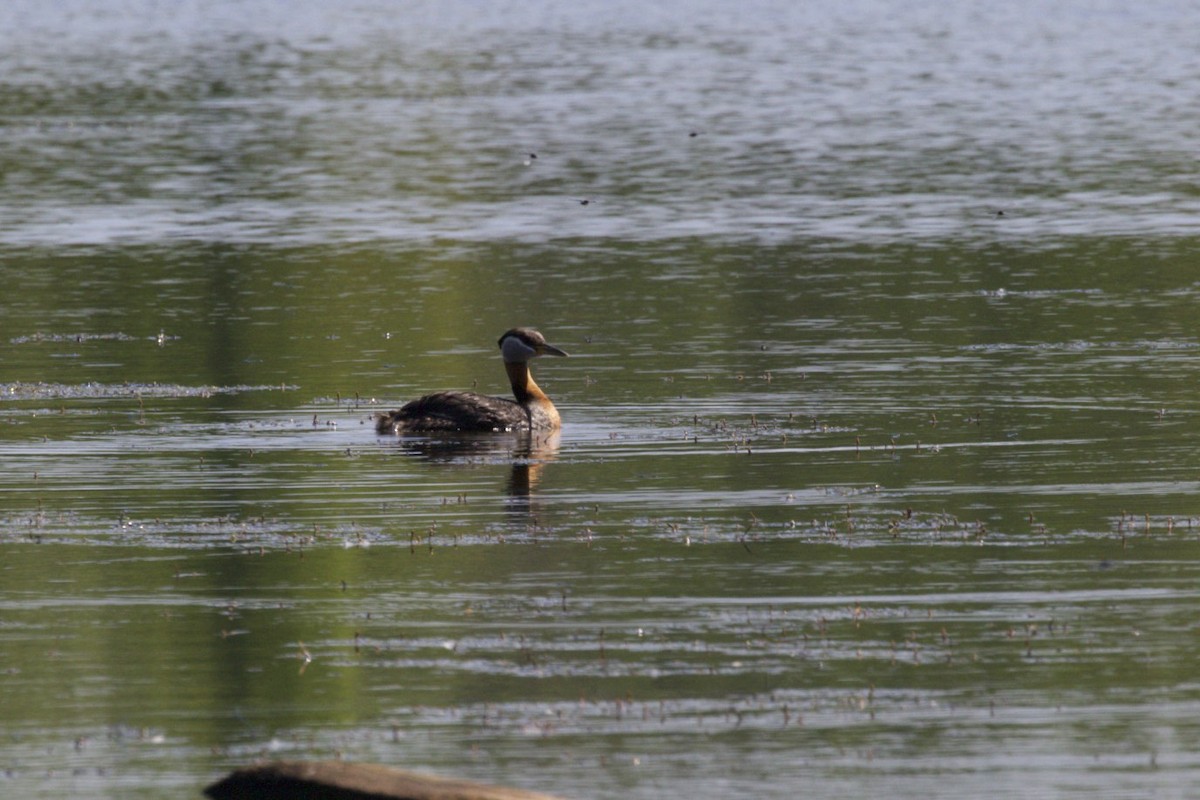 Red-necked Grebe - ML30555811
