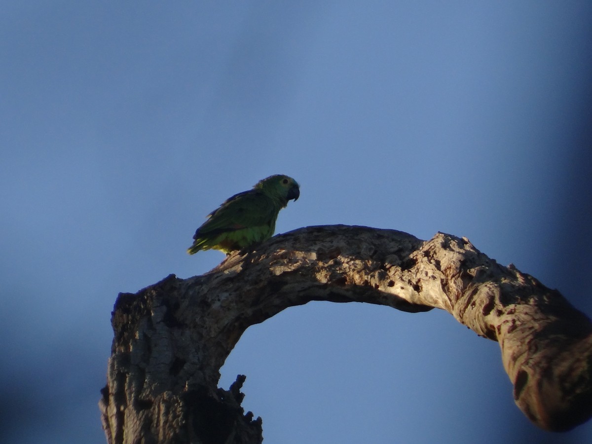 Turquoise-fronted Parrot - ML305560061