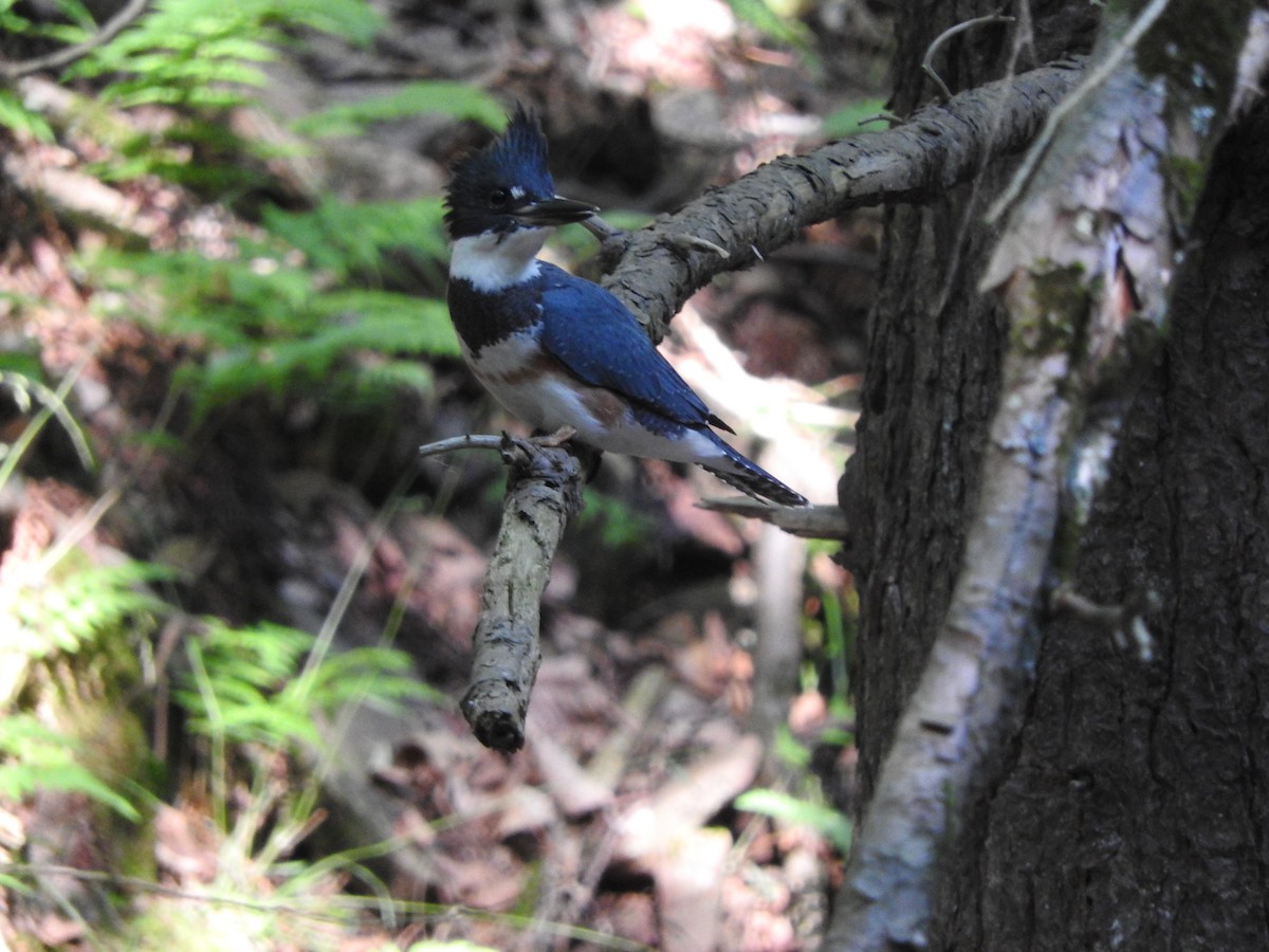 Belted Kingfisher - Brian Marra