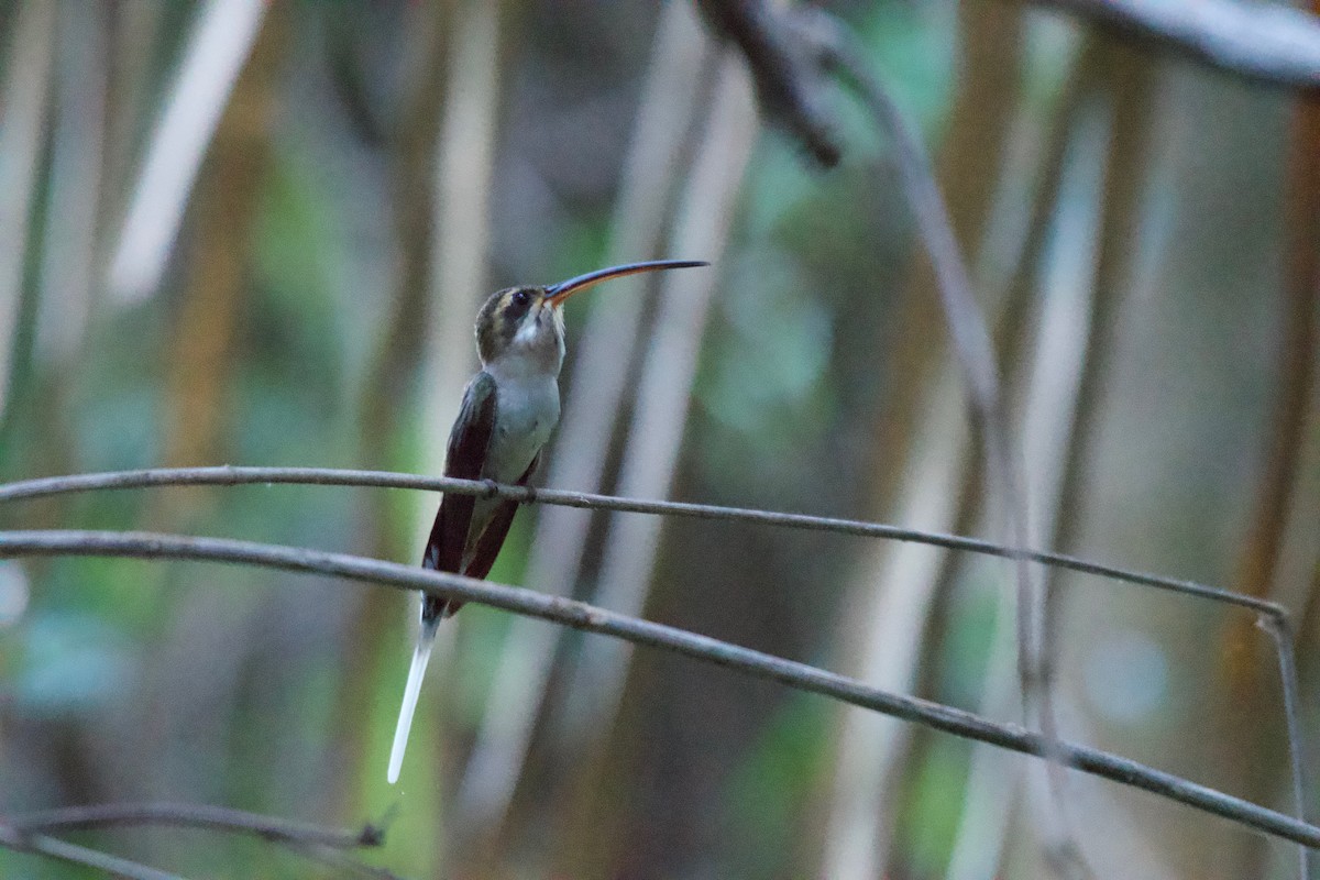 kolibřík západomexický - ML305562591